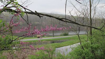 Redbud, ponds, Lake Siri