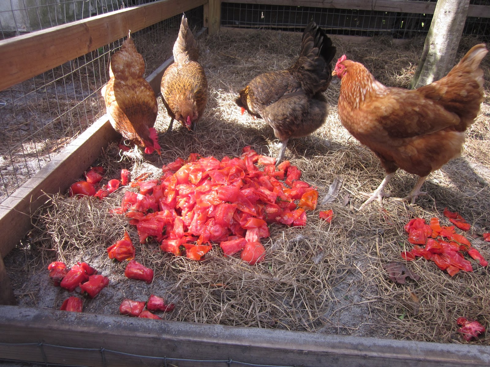 Pets with Benefits Chickens and Tomatoes