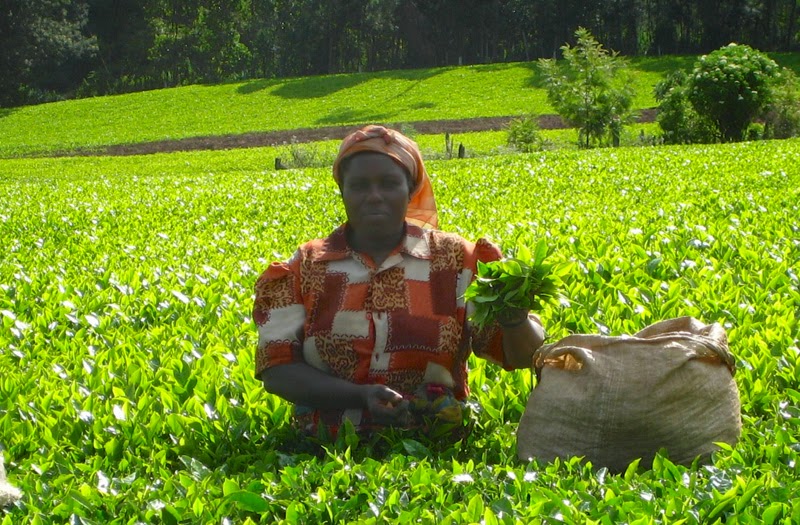 Kenya the tea fields of Kericho Minor Sights