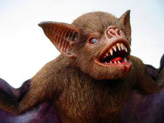Funny Vampire Bat Photos 2012 - Pets Cute and Docile