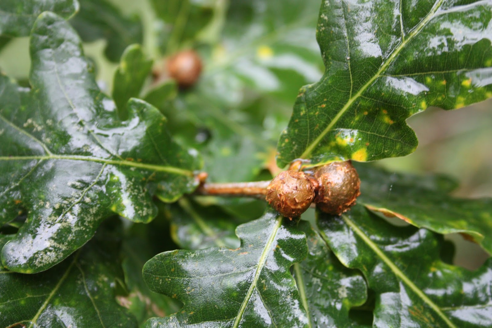 The Natural Year More about galls found on an Oak tree