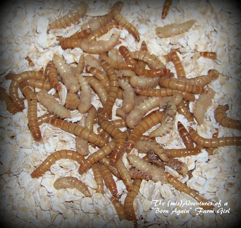 The (mis)Adventures of a "Born Again" Farm Girl Meal worm farming, it