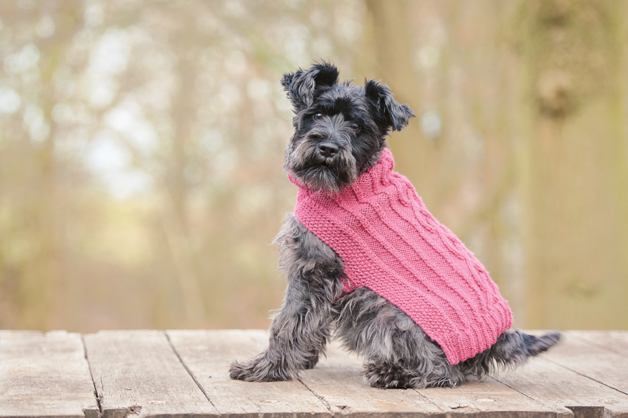 jumpers with dogs on them
