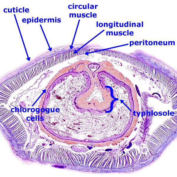 earthworm slide labeled earthworm cs earthworm slide labeled earthworm cs