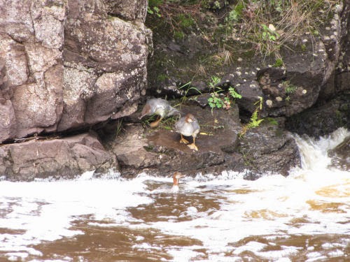 female common mergansers