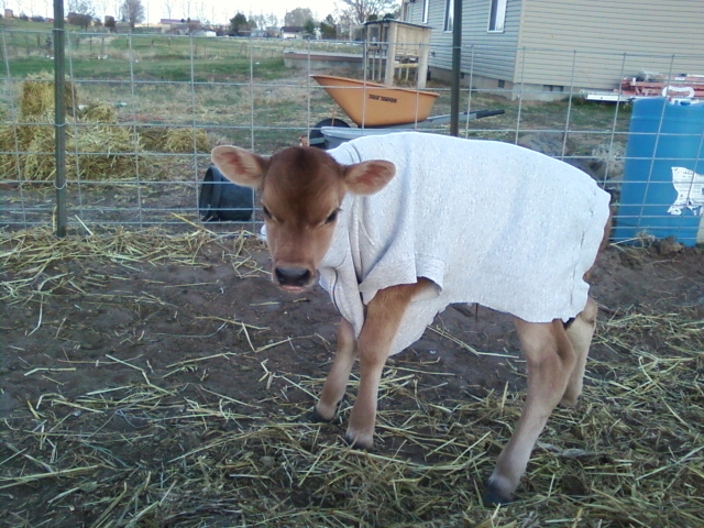 First Jersey steer in my freezer - Cattle