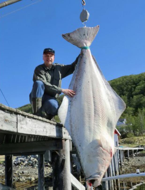 international fishing news norway world record size halibut landed size of norway