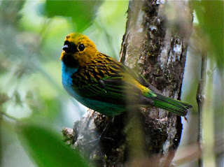 Gilt-Edged Tanager, Tangara cyanoventris