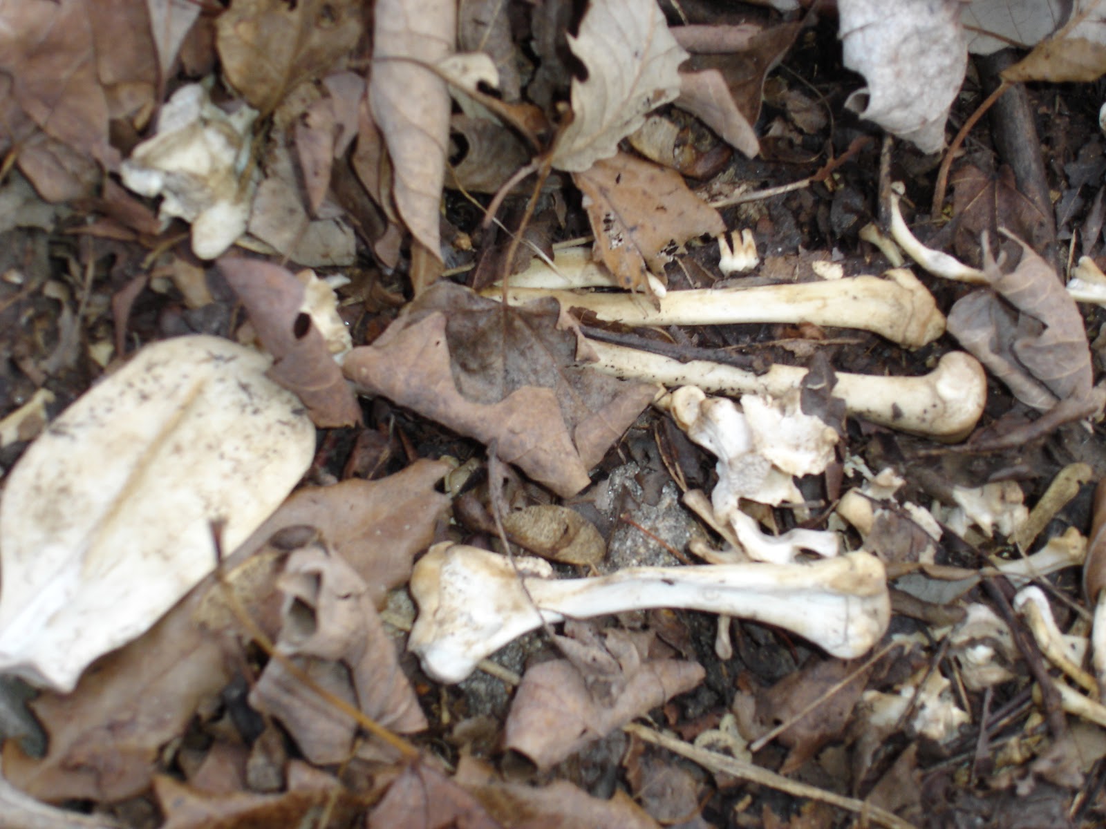 MOVING ON TO THE PAST Bones in the Garden Murder or Natural Causes?