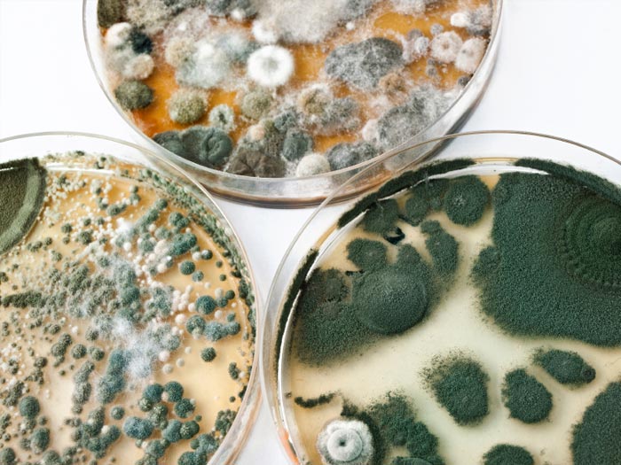 Aflatoxin Coffee Aflatoxin Coffee