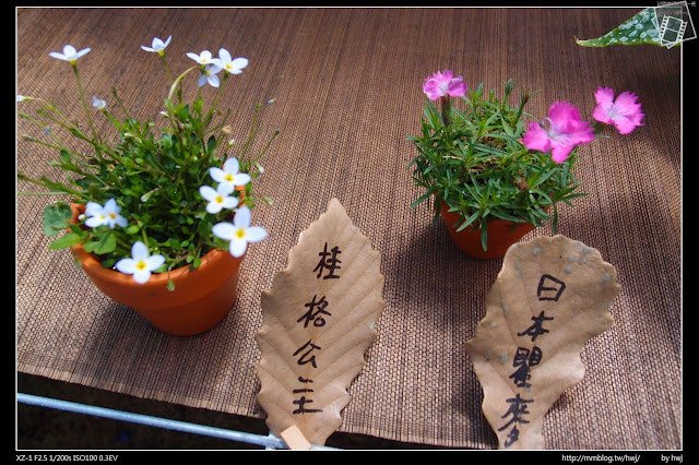 2013-03-23 梅峰農場 春之饗宴 台大森林實驗林 盆栽景觀溫室