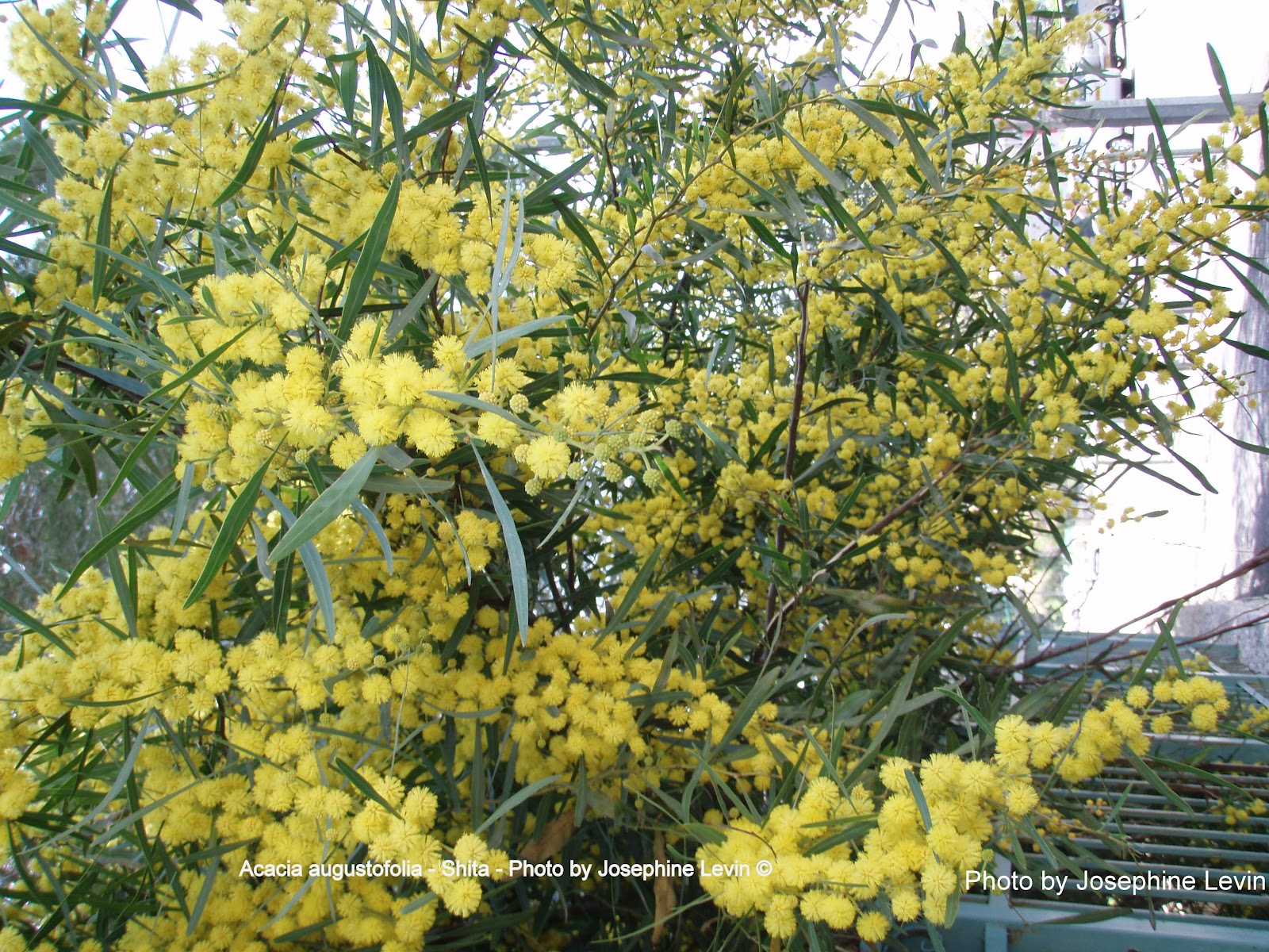 Jerusalem Wildflowers, Herbs & Trees, Israel SPRING & PASSOVER IN