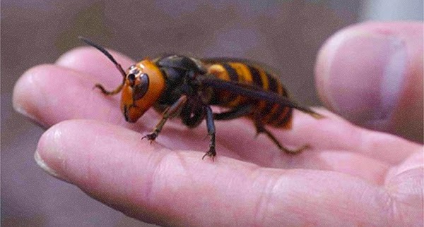 Synapse Science Magazine: Life Without a Backbone