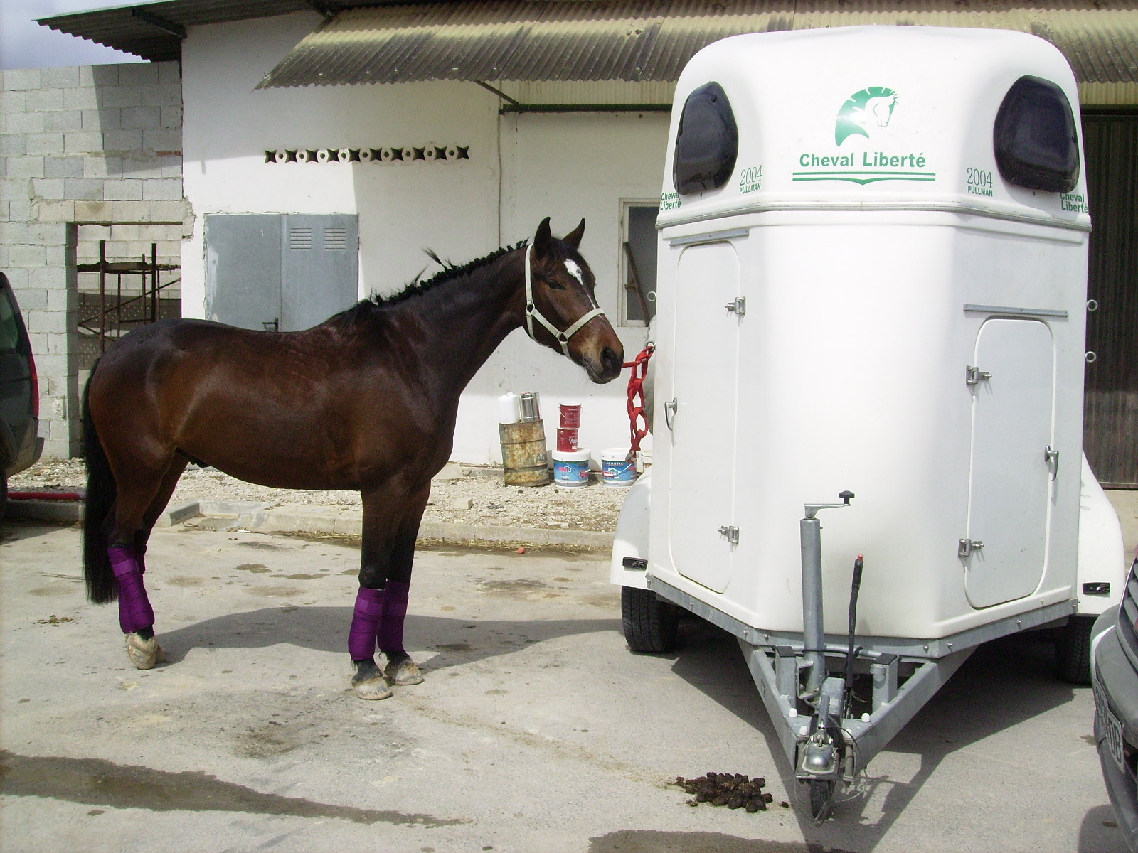 silla en frances dressage caballo nivel iii de doma silla en frances dressage caballo nivel iii de doma