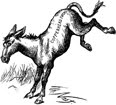 Nast's donkey