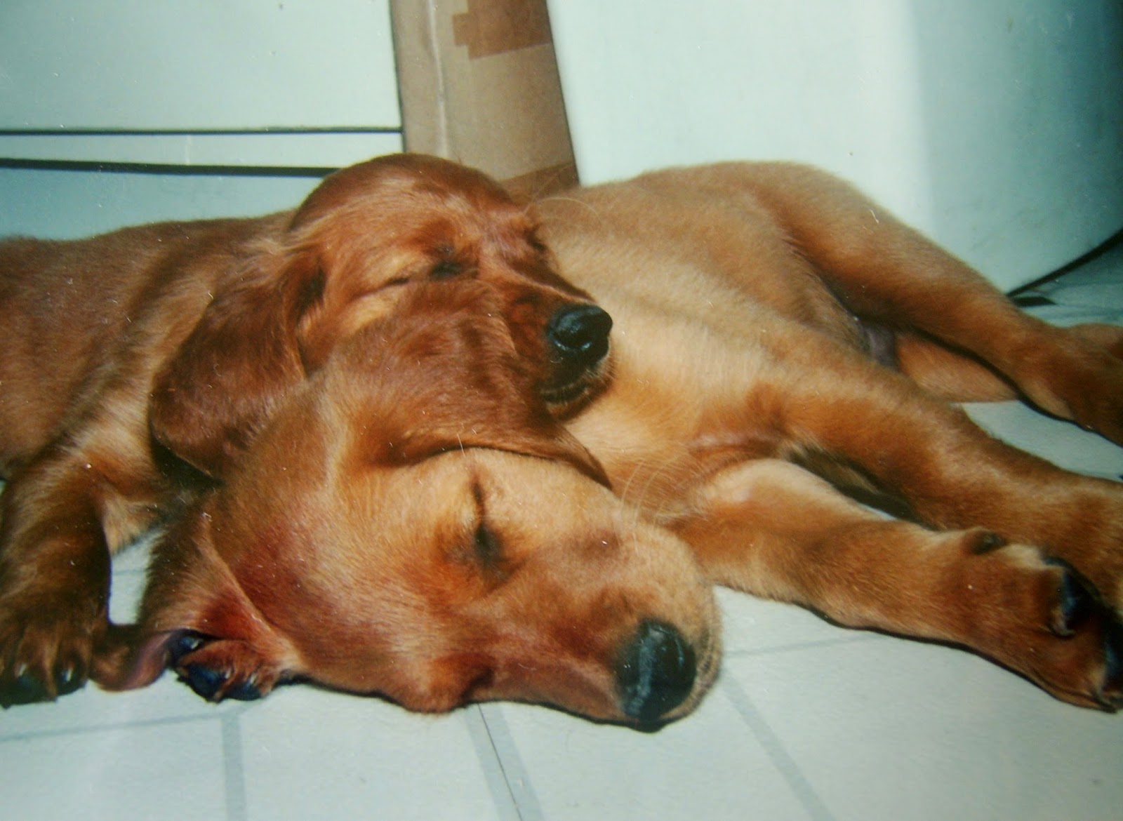 Pondicherry cottage How to make your own Dog Lift Sling DIY