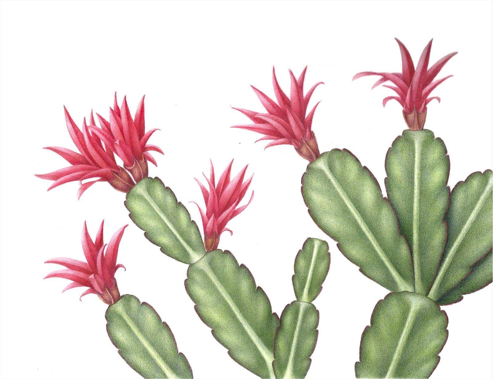 summer cactus
