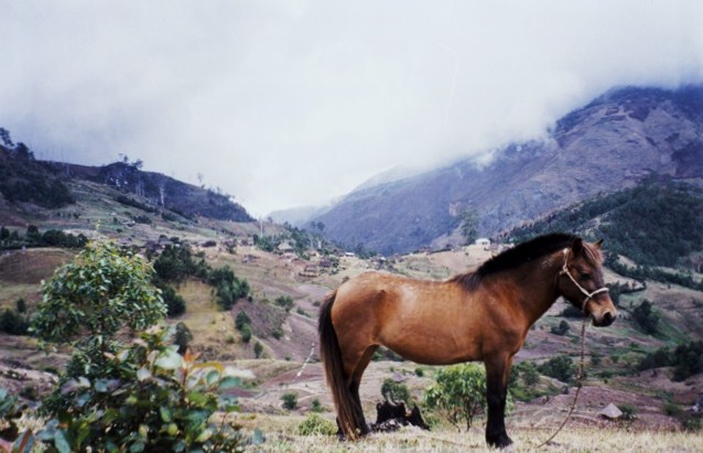 timor+stallion.jpg