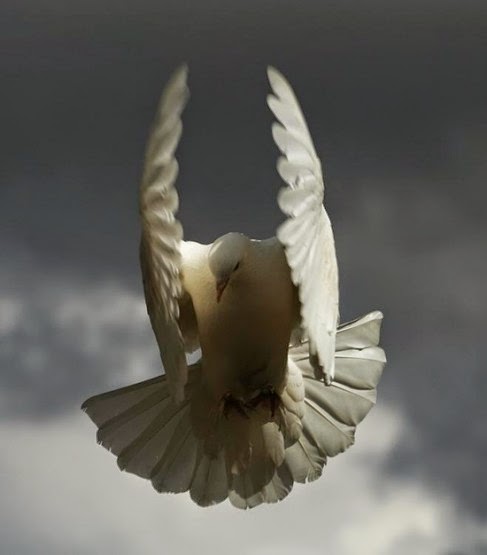 Burung Merpati Jadi Model