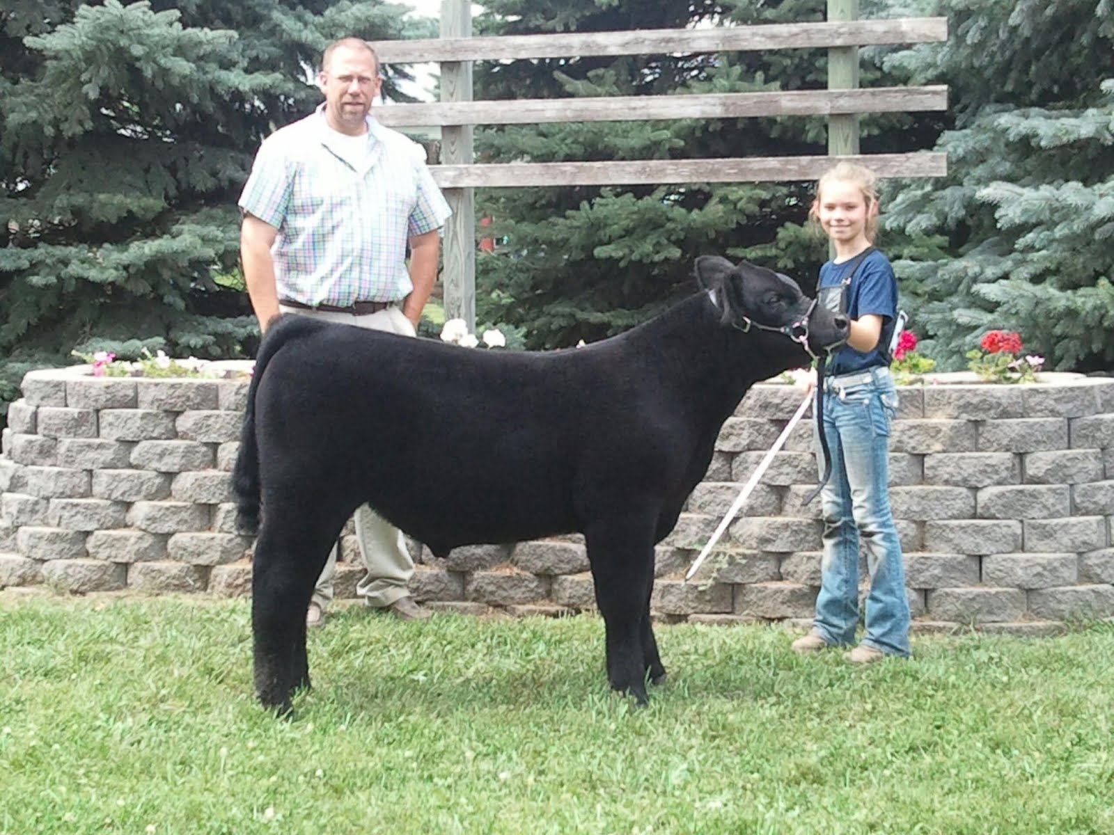 MITTAG Blog Shelby Co Open Show Feeder Steers
