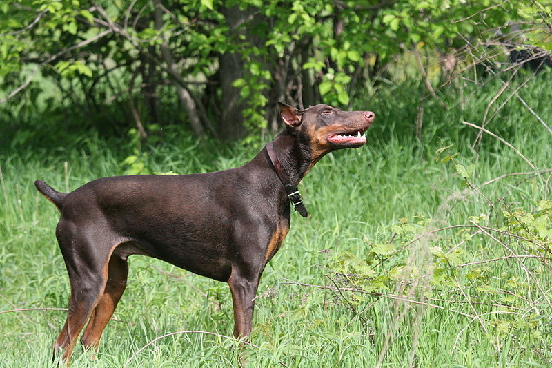 do dobermans need their tails docked