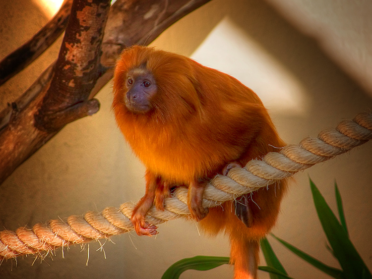 museu imperial biblioteca rocambole conhecendo alguns animais