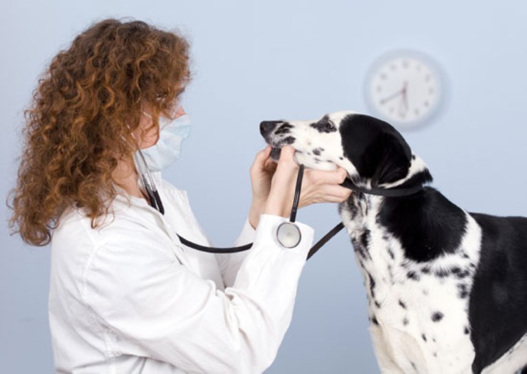 Pets Health How To Choose A Pet