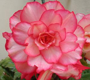 rencontre ile de la reunion