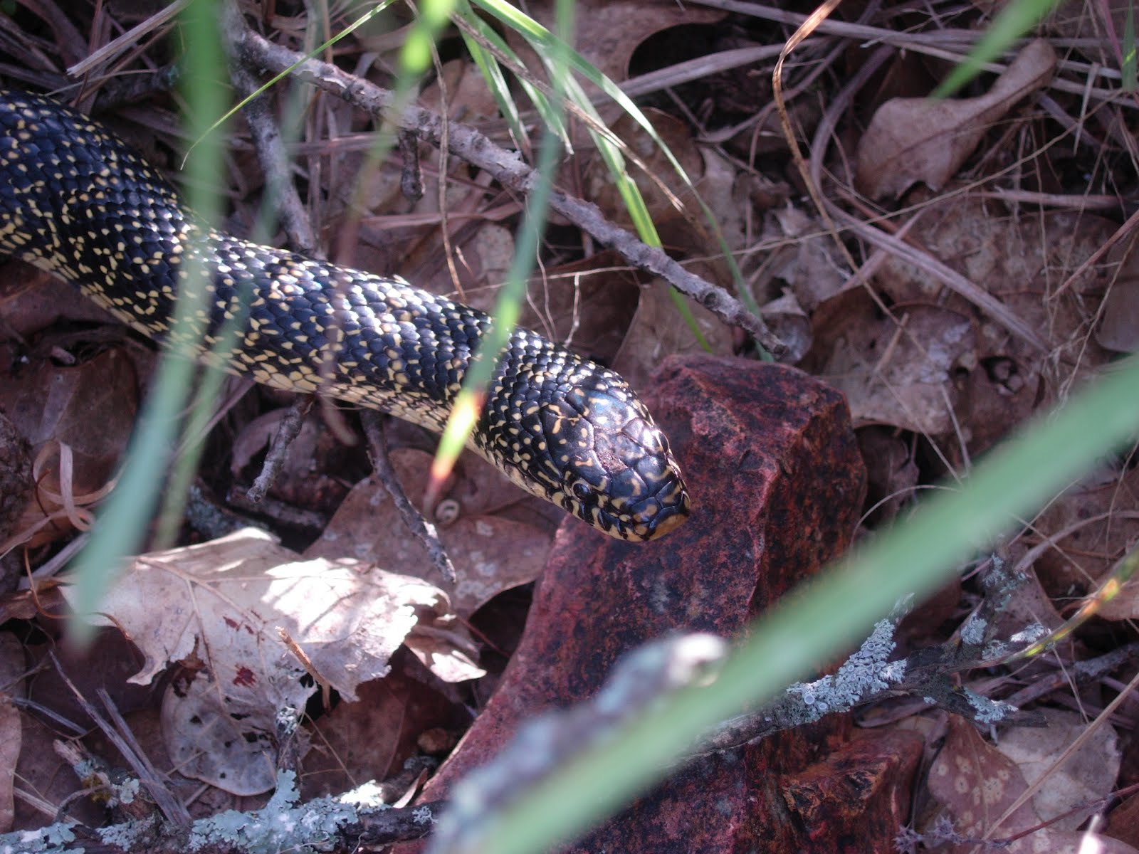 Our Herp Class Natural History speckled kingsnake