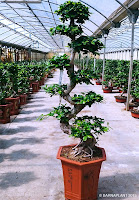 Exposición de ficus ginseng microcarpa bonsai en Barnaplant 