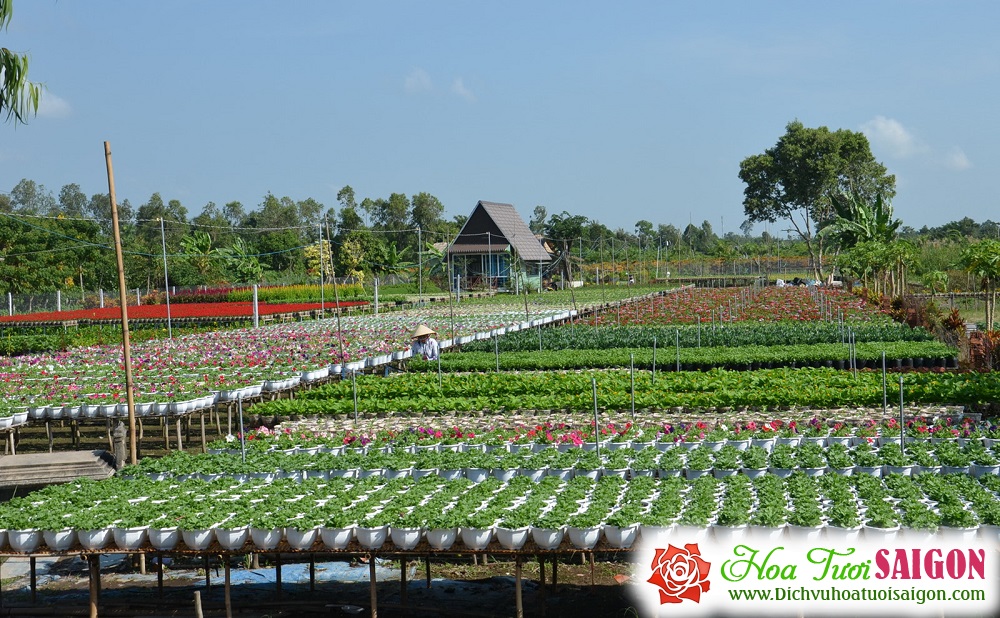 [Image: Lang-hoa-Tan-Quy-Dong-duoc-mua-hoa-tet-8.jpg]