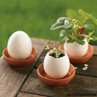 three Egg shell Plant Pots