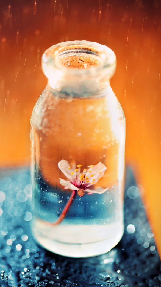 Flower In A Glass Jar  Android Best Wallpaper