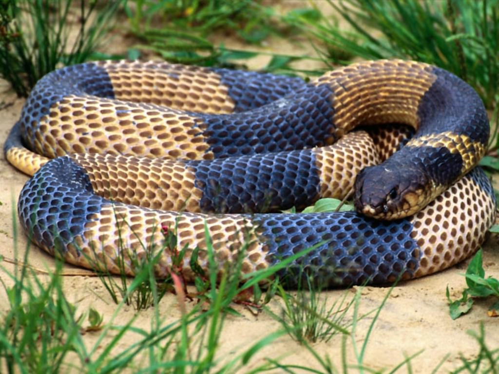 世界最大の蛇の名前は何?世界一でかいという称号がピッタリです!! – release
