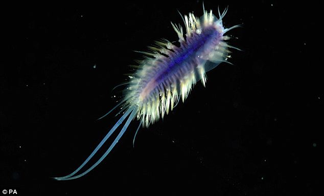 Polychaete Worm