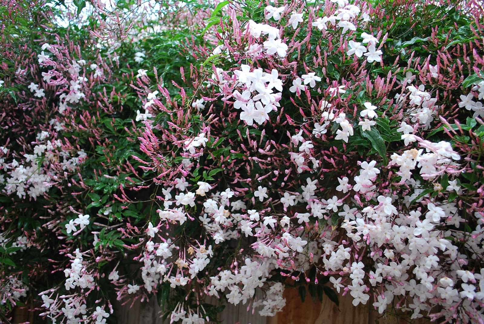 Best Value Magnolia Paint Best Value Magnolia Paint