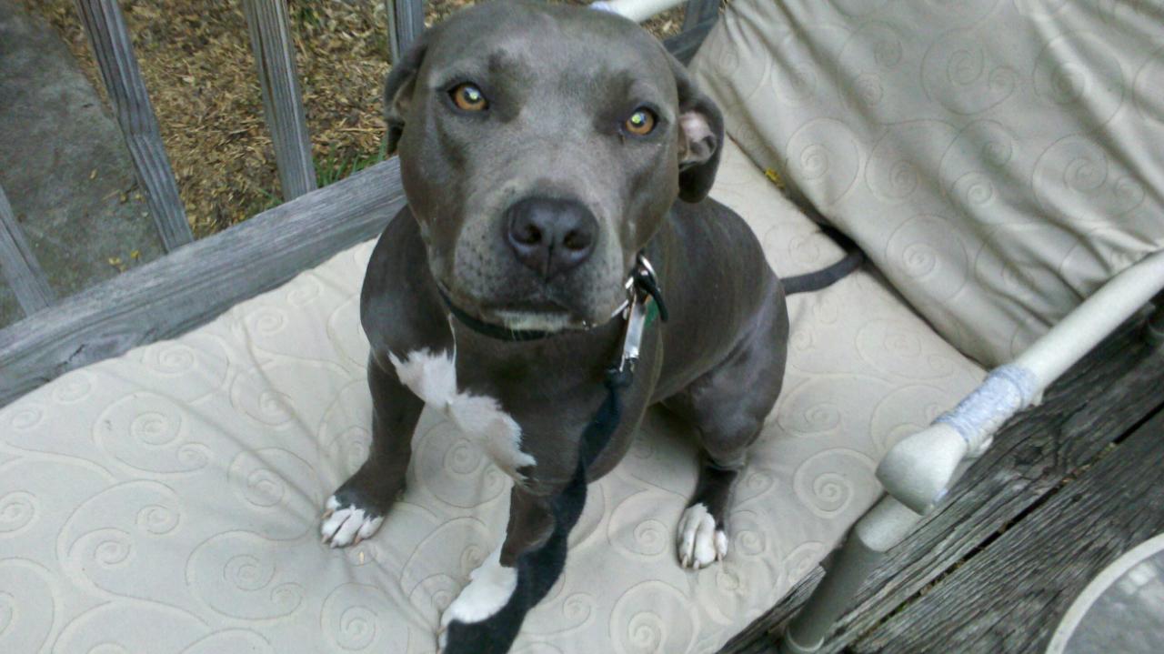 gray pitbull puppies pit bulls gray breeds picture gray pitbull puppies pit bulls gray breeds picture