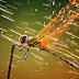 SPLASHING dragonfly and water drops macro wallpaper