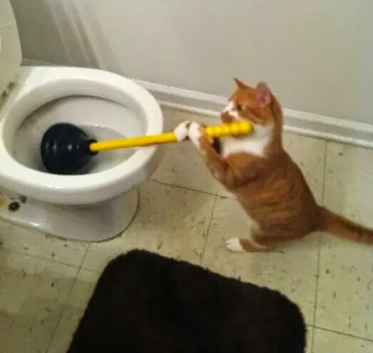 cat%2Bplunging%2Btoilet%2Bdr%2Bheckle%2B