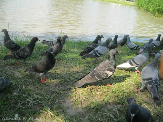 Hungry pigeons in Chatuchak Park