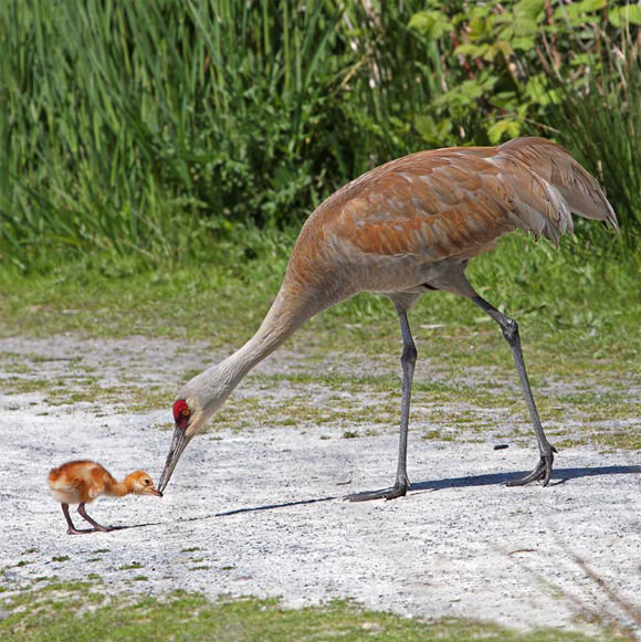 Baby Sandhill Crane