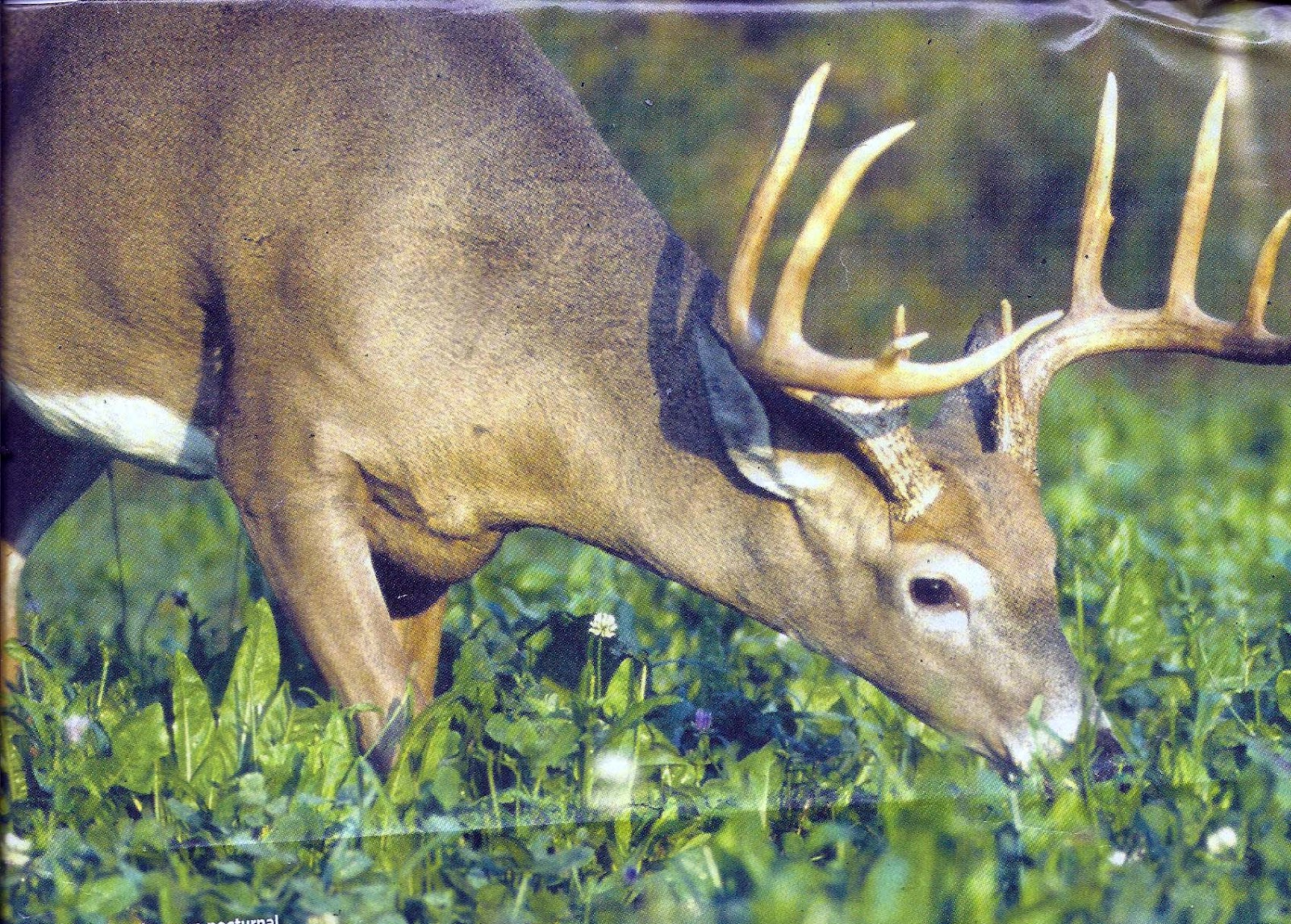 Deer and Wildlife Forage Project