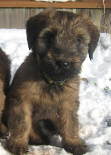 Briard Puppy Picture Briard Puppy Picture