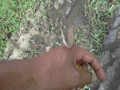 Soendoel Blog: Kupu Kupu Hinggap di Tangan