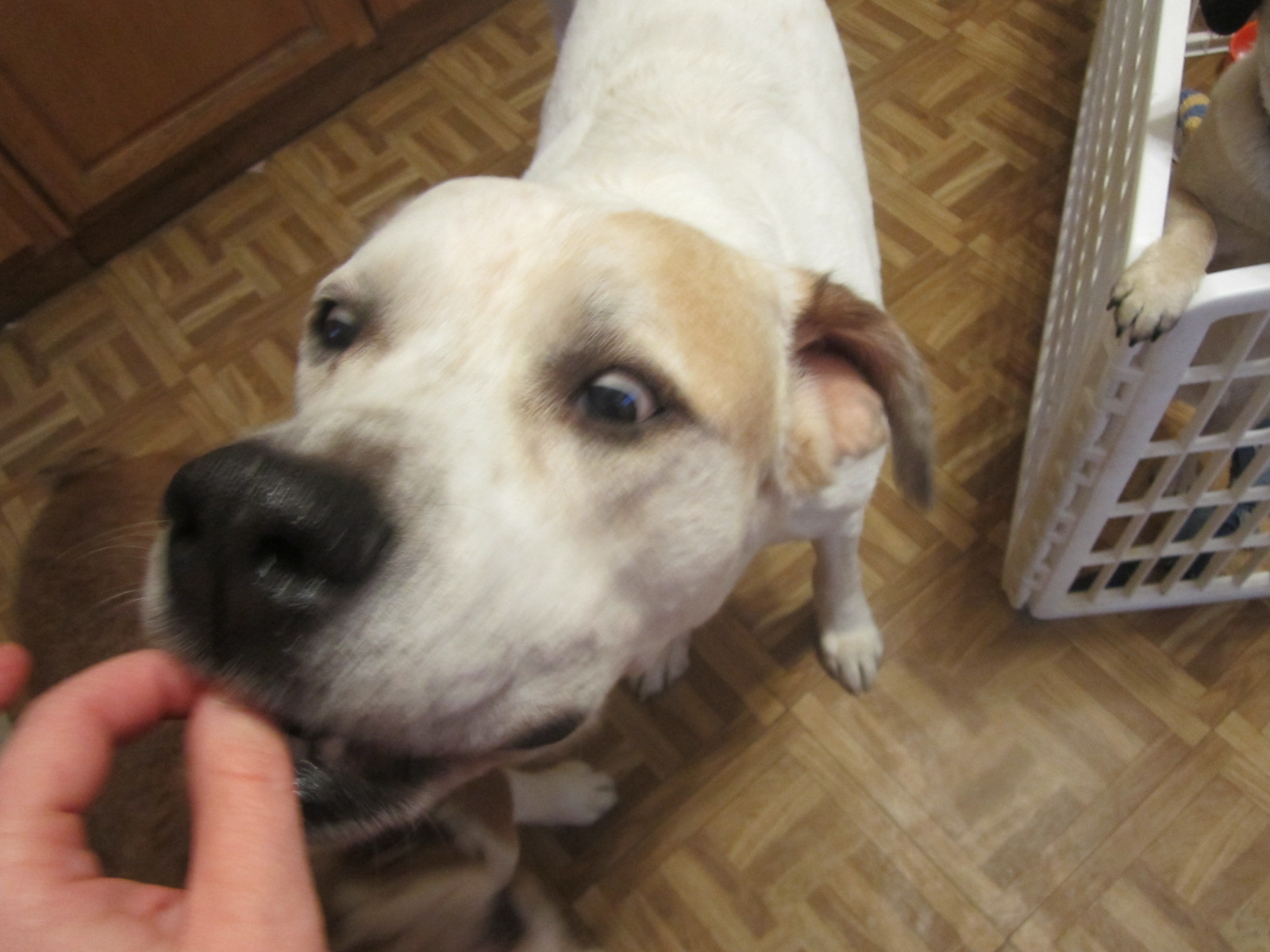 Urban Hounds Product ReviewPetz Life Oral Care Gel and Spray