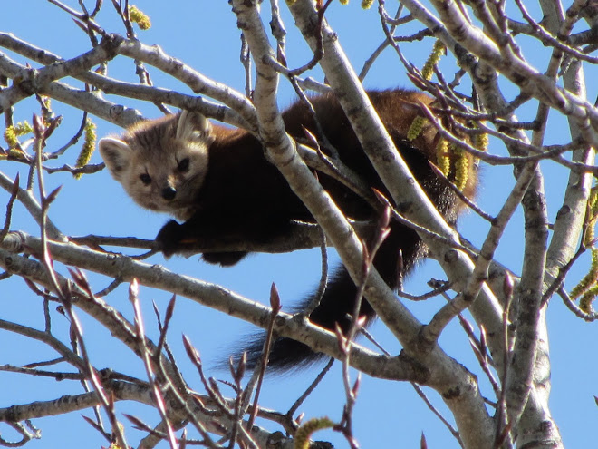 Pine Marten...