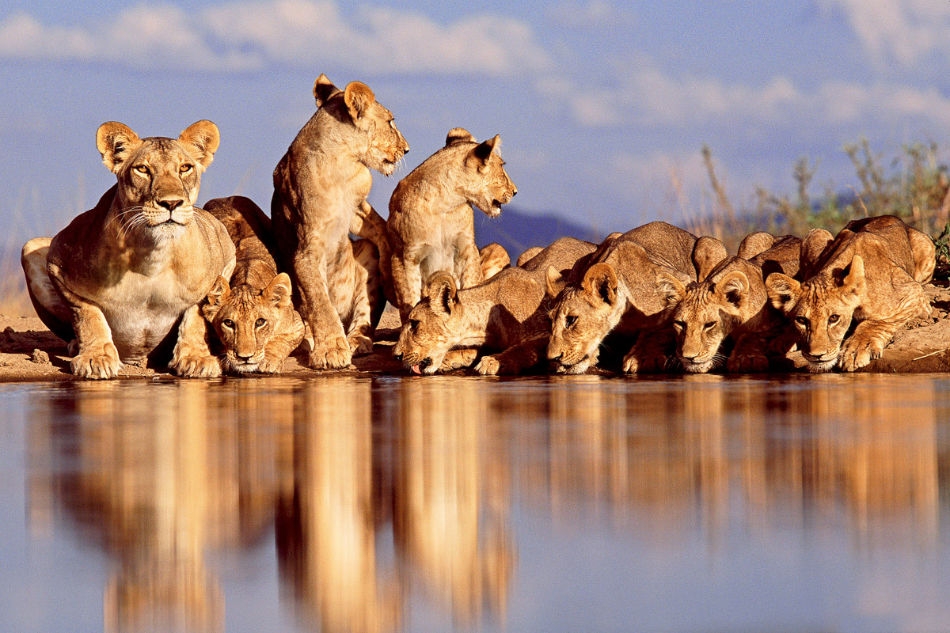 Beautiful Animals Safaris Lion Cubs and Young Male Lions in the wild