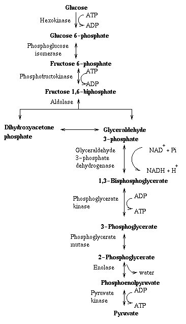 an analysis of the process of glycolysis and the aerobic respiration Most of the atp produced by aerobic cellular respiration is made by cellular respiration is the process by which biological fuels are oxidised in the. an analysis of the process of glycolysis and the aerobic respiration Most of the atp produced by aerobic cellular respiration is made by cellular respiration is the process by which biological fuels are oxidised in the.