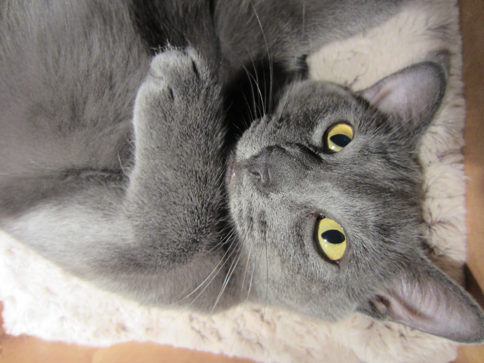 Just Cats Banana Bread Cookies