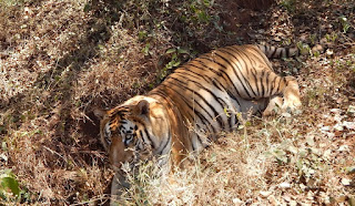 Tyavarekoppa Lion and Tiger Safari